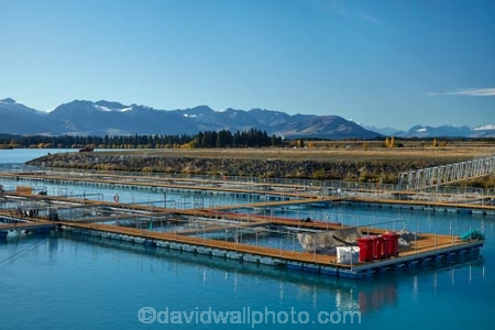 aqua-farm;aqua-farming;aqua-farms;aqua_farm;aqua_farming;aqua_farms;aquaculture;aquafarm;aquafarming;aquafarms;Canterbury;fish;fish-farm;fish-farming;fish-farms;fish_farm;fish_farming;fishes;fishing;High-Country-Salmon;High-Country-Salmon-Farm;lake;Lake-Ruataniwha;lakes;Mackenzie-Country;Mackenzie-District;Mackenzie-Region;N.Z.;New-Zealand;North-Otago;NZ;Otago;S.I;S.I.;salmon;salmon-farm;salmon-farms;SI;South-Canterbury;South-Is;South-Island;sport-fish;Sth-Is;Sth-Is.;Twizel;Wairepo-Arm;Waitaki-District;Waitaki-Region;Waitaki-Valley
