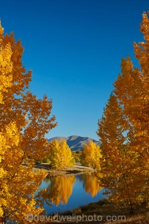 autuminal;autumn;autumn-colour;autumn-colours;autumnal;calm;Canterbury;color;colors;colour;colours;deciduous;fall;gold;golden;Kelland-Pond;Kelland-Ponds;Kellands-Pond;Kellands-Ponds;lake;lakes;leaf;leaves;Mackenzie-Country;Mackenzie-District;Mackenzie-Region;N.Z.;New-Zealand;NZ;placid;pond;ponds;quiet;reflected;reflection;reflections;S.I.;season;seasonal;seasons;serene;SI;smooth;South-Canterbury;South-Is;South-Island;Sth-Is;Sth-Is.;still;tranquil;tree;trees;Twizel;water;yellow