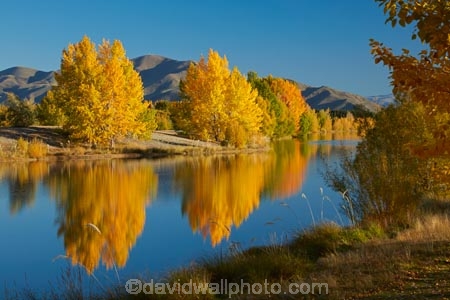 autuminal;autumn;autumn-colour;autumn-colours;autumnal;calm;Canterbury;color;colors;colour;colours;deciduous;fall;gold;golden;Kelland-Pond;Kelland-Ponds;Kellands-Pond;Kellands-Ponds;lake;lakes;leaf;leaves;Mackenzie-Country;Mackenzie-District;Mackenzie-Region;N.Z.;New-Zealand;NZ;placid;pond;ponds;quiet;reflected;reflection;reflections;S.I.;season;seasonal;seasons;serene;SI;smooth;South-Canterbury;South-Is;South-Island;Sth-Is;Sth-Is.;still;tranquil;tree;trees;Twizel;water;yellow