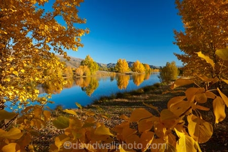 autuminal;autumn;autumn-colour;autumn-colours;autumnal;calm;Canterbury;color;colors;colour;colours;deciduous;fall;gold;golden;Kelland-Pond;Kelland-Ponds;Kellands-Pond;Kellands-Ponds;lake;lakes;leaf;leaves;Mackenzie-Country;Mackenzie-District;Mackenzie-Region;N.Z.;New-Zealand;NZ;placid;pond;ponds;quiet;reflected;reflection;reflections;S.I.;season;seasonal;seasons;serene;SI;smooth;South-Canterbury;South-Is;South-Island;Sth-Is;Sth-Is.;still;tranquil;tree;trees;Twizel;water;yellow