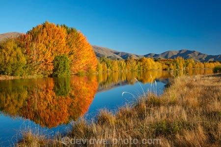 autuminal;autumn;autumn-colour;autumn-colours;autumnal;calm;Canterbury;color;colors;colour;colours;deciduous;fall;gold;golden;Kelland-Pond;Kelland-Ponds;Kellands-Pond;Kellands-Ponds;lake;lakes;leaf;leaves;Mackenzie-Country;Mackenzie-District;Mackenzie-Region;N.Z.;New-Zealand;NZ;placid;pond;ponds;quiet;reflected;reflection;reflections;S.I.;season;seasonal;seasons;serene;SI;smooth;South-Canterbury;South-Is;South-Island;Sth-Is;Sth-Is.;still;tranquil;tree;trees;Twizel;water;yellow
