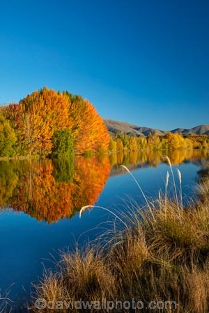 autuminal;autumn;autumn-colour;autumn-colours;autumnal;calm;Canterbury;color;colors;colour;colours;deciduous;fall;gold;golden;Kelland-Pond;Kelland-Ponds;Kellands-Pond;Kellands-Ponds;lake;lakes;leaf;leaves;Mackenzie-Country;Mackenzie-District;Mackenzie-Region;N.Z.;New-Zealand;NZ;placid;pond;ponds;quiet;reflected;reflection;reflections;S.I.;season;seasonal;seasons;serene;SI;smooth;South-Canterbury;South-Is;South-Island;Sth-Is;Sth-Is.;still;tranquil;tree;trees;Twizel;water;yellow