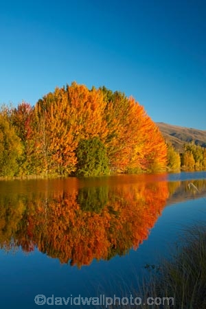 autuminal;autumn;autumn-colour;autumn-colours;autumnal;calm;Canterbury;color;colors;colour;colours;deciduous;fall;gold;golden;Kelland-Pond;Kelland-Ponds;Kellands-Pond;Kellands-Ponds;lake;lakes;leaf;leaves;Mackenzie-Country;Mackenzie-District;Mackenzie-Region;N.Z.;New-Zealand;NZ;placid;pond;ponds;quiet;reflected;reflection;reflections;S.I.;season;seasonal;seasons;serene;SI;smooth;South-Canterbury;South-Is;South-Island;Sth-Is;Sth-Is.;still;tranquil;tree;trees;Twizel;water;yellow
