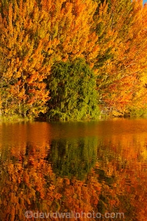 autuminal;autumn;autumn-colour;autumn-colours;autumnal;calm;Canterbury;color;colors;colour;colours;deciduous;fall;gold;golden;Kelland-Pond;Kelland-Ponds;Kellands-Pond;Kellands-Ponds;lake;lakes;leaf;leaves;Mackenzie-Country;Mackenzie-District;Mackenzie-Region;N.Z.;New-Zealand;NZ;placid;pond;ponds;quiet;reflected;reflection;reflections;S.I.;season;seasonal;seasons;serene;SI;smooth;South-Canterbury;South-Is;South-Island;Sth-Is;Sth-Is.;still;tranquil;tree;trees;Twizel;water;yellow