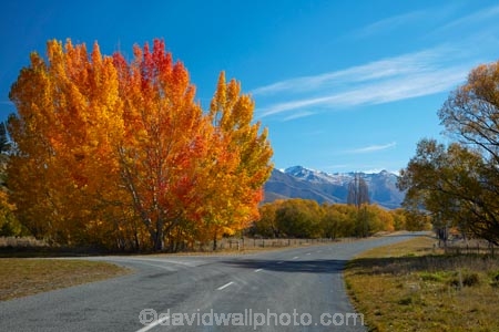 autuminal;autumn;autumn-colour;autumn-colours;autumnal;Ben-Ohau-Range;Canterbury;color;colors;colour;colours;deciduous;fall;Glen-Lyon-Rd;Glen-Lyon-Road;gold;golden;highway;highways;leaf;leaves;Mackenzie-Country;Mackenzie-Region;N.Z.;New-Zealand;NZ;open-road;open-roads;road;road-trip;roads;S.I.;season;seasonal;seasons;SI;South-Canterbury;South-Is;South-Island;Sth-Is;tree;trees;Twizel;yellow