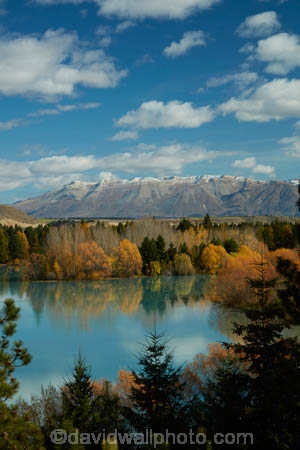 aqua;aquamarine;autuminal;autumn;autumn-colour;autumn-colours;autumnal;Canterbury;color;colors;colour;colours;deciduous;fall;gold;golden;lake;Lake-Ruataniwha;lakes;leaf;leaves;Mackenzie-Country;Mackenzie-District;Mackenzie-Region;N.Z.;New-Zealand;North-Otago;NZ;Ohau-Ra;Ohau-Range;Otago;S.I.;season;seasonal;seasons;SI;South-Canterbury;South-Is;South-Island;Sth-Is;tree;trees;turquoise;willow;willow-tree;willow-trees;willows;yellow