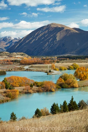 aqua;aquamarine;autuminal;autumn;autumn-colour;autumn-colours;autumnal;Ben-Ohau;Canterbury;color;colors;colour;colours;deciduous;fall;gold;golden;lake;Lake-Ruataniwha;lakes;leaf;leaves;Mackenzie-Country;Mackenzie-District;Mackenzie-Region;N.Z.;New-Zealand;North-Otago;NZ;Ohau-Ra;Ohau-Range;Otago;S.I.;season;seasonal;seasons;SI;South-Canterbury;South-Is;South-Island;Sth-Is;tree;trees;turquoise;willow;willow-tree;willow-trees;willows;yellow