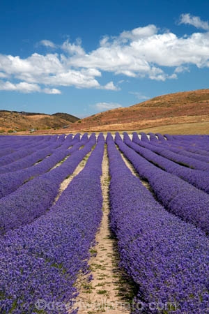 Alpine-Lavender;Alpine-Lavender-Farm;Canterbury;country;countryside;crop;crops;farm;farming;farmland;farms;flower;flowers;horticulture;Lamiaceae;Lavandula;lavender;lavender-farm;lavender-farms;lavender-flower;lavender-flowers;lavenders;Mackenzie-Country;Mackenzie-District;Mackenzie-Region;mauve;Mount-Cook;Mt-Cook;N.Z.;New-Zealand;New-Zealand-Alpine-Lavender;NZ;NZ-Alpine-Lavender;NZ-Alpine-Lavender-Farm;organic;organic-lavender-farm;purple;row;rows;S.I.;SI;South-Is;South-Is.;South-Island;Sth-Is;Twizel;violet