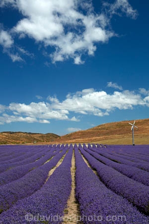 Alpine-Lavender;Alpine-Lavender-Farm;Canterbury;country;countryside;crop;crops;farm;farming;farmland;farms;flower;flowers;horticulture;Lamiaceae;Lavandula;lavender;lavender-farm;lavender-farms;lavender-flower;lavender-flowers;lavenders;Mackenzie-Country;Mackenzie-District;Mackenzie-Region;mauve;Mount-Cook;Mt-Cook;N.Z.;New-Zealand;New-Zealand-Alpine-Lavender;NZ;NZ-Alpine-Lavender;NZ-Alpine-Lavender-Farm;organic;organic-lavender-farm;purple;row;rows;S.I.;SI;South-Is;South-Is.;South-Island;Sth-Is;Twizel;violet
