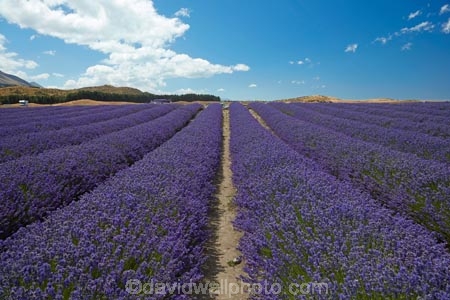 Alpine-Lavender;Alpine-Lavender-Farm;Canterbury;country;countryside;crop;crops;farm;farming;farmland;farms;flower;flowers;horticulture;Lamiaceae;Lavandula;lavender;lavender-farm;lavender-farms;lavender-flower;lavender-flowers;lavenders;Mackenzie-Country;Mackenzie-District;Mackenzie-Region;mauve;Mount-Cook;Mt-Cook;N.Z.;New-Zealand;New-Zealand-Alpine-Lavender;NZ;NZ-Alpine-Lavender;NZ-Alpine-Lavender-Farm;organic;organic-lavender-farm;purple;row;rows;S.I.;SI;South-Is;South-Is.;South-Island;Sth-Is;Twizel;violet
