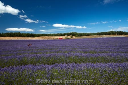 Alpine-Lavender;Alpine-Lavender-Farm;Canterbury;country;countryside;crop;crops;farm;farming;farmland;farms;flower;flowers;horticulture;Lamiaceae;Lavandula;lavender;lavender-farm;lavender-farms;lavender-flower;lavender-flowers;lavenders;Mackenzie-Country;Mackenzie-District;Mackenzie-Region;mauve;Mount-Cook;Mt-Cook;N.Z.;New-Zealand;New-Zealand-Alpine-Lavender;NZ;NZ-Alpine-Lavender;NZ-Alpine-Lavender-Farm;organic;organic-lavender-farm;purple;row;rows;S.I.;SI;South-Is;South-Is.;South-Island;Sth-Is;Twizel;violet