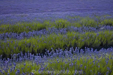 Alpine-Lavender;Alpine-Lavender-Farm;Canterbury;country;countryside;crop;crops;farm;farming;farmland;farms;flower;flowers;horticulture;Lamiaceae;Lavandula;lavender;lavender-farm;lavender-farms;lavender-flower;lavender-flowers;lavenders;Mackenzie-Country;Mackenzie-District;Mackenzie-Region;mauve;Mount-Cook;Mt-Cook;N.Z.;New-Zealand;New-Zealand-Alpine-Lavender;NZ;NZ-Alpine-Lavender;NZ-Alpine-Lavender-Farm;organic;organic-lavender-farm;purple;row;rows;S.I.;SI;South-Is;South-Is.;South-Island;Sth-Is;Twizel;violet
