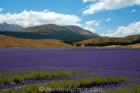 Alpine-Lavender;Alpine-Lavender-Farm;Canterbury;country;countryside;crop;crops;farm;farming;farmland;farms;flower;flowers;horticulture;Lamiaceae;Lavandula;lavender;lavender-farm;lavender-farms;lavender-flower;lavender-flowers;lavenders;Mackenzie-Country;Mackenzie-District;Mackenzie-Region;mauve;Mount-Cook;Mt-Cook;N.Z.;New-Zealand;New-Zealand-Alpine-Lavender;NZ;NZ-Alpine-Lavender;NZ-Alpine-Lavender-Farm;organic;organic-lavender-farm;purple;row;rows;S.I.;SI;South-Is;South-Is.;South-Island;Sth-Is;Twizel;violet