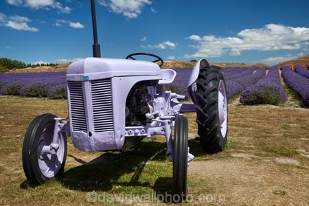 Alpine-Lavender;Alpine-Lavender-Farm;Canterbury;country;countryside;crop;crops;farm;farming;farmland;farms;flower;flowers;horticulture;Lamiaceae;Lavandula;lavender;lavender-farm;lavender-farms;lavender-flower;lavender-flowers;lavenders;Mackenzie-Country;Mackenzie-District;Mackenzie-Region;mauve;Mount-Cook;Mt-Cook;N.Z.;New-Zealand;New-Zealand-Alpine-Lavender;NZ;NZ-Alpine-Lavender;NZ-Alpine-Lavender-Farm;organic;organic-lavender-farm;purple;row;rows;S.I.;SI;South-Is;South-Is.;South-Island;Sth-Is;tractor;tractors;Twizel;violet