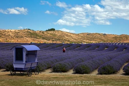 Alpine-Lavender;Alpine-Lavender-Farm;Canterbury;country;countryside;crop;crops;farm;farming;farmland;farms;flower;flowers;horticulture;Lamiaceae;Lavandula;lavender;lavender-farm;lavender-farms;lavender-flower;lavender-flowers;lavenders;Mackenzie-Country;Mackenzie-District;Mackenzie-Region;mauve;Mount-Cook;Mt-Cook;N.Z.;New-Zealand;New-Zealand-Alpine-Lavender;NZ;NZ-Alpine-Lavender;NZ-Alpine-Lavender-Farm;organic;organic-lavender-farm;purple;row;rows;S.I.;SI;South-Is;South-Is.;South-Island;Sth-Is;Twizel;violet