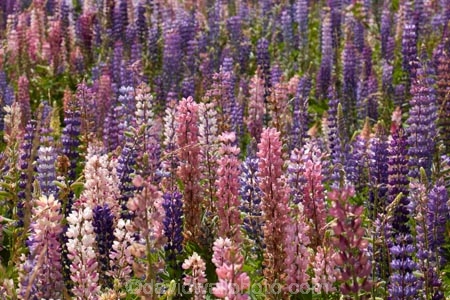 Canterbury;floral;flower;flowering;flowers;lavendar;lilac;lupin;lupine;lupines;lupins;lupinus;Mackenzie-Country;N.Z.;New-Zealand;NZ;pink;S.I.;SI;South-Canterbury;South-Is.;South-Island;spring;springtime;summer;summertime;Tekapo;violet;wild-flower;wild-flowers;wild-lupins;wild_flower;wild_flowers;wildflower;wildflowers