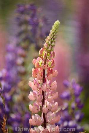 Canterbury;floral;flower;flowering;flowers;lavendar;lilac;lupin;lupine;lupines;lupins;lupinus;Mackenzie-Country;N.Z.;New-Zealand;NZ;pink;S.I.;SI;South-Canterbury;South-Is.;South-Island;spring;springtime;summer;summertime;Tekapo;violet;wild-flower;wild-flowers;wild-lupins;wild_flower;wild_flowers;wildflower;wildflowers