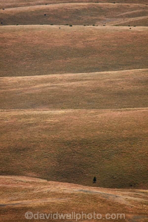 agricultural;agriculture;Canterbury;country;countryside;dry;dry-grassland;farm;farming;farmland;farms;field;fields;grassland;hill;hills;Lake-Tekapo;Mackenzie-Country;Mackenzie-District;Mackenzie-Region;meadow;meadows;N.Z.;New-Zealand;NZ;paddock;paddocks;pasture;pastures;Rolling-farmland;rolling-hills;rural;South-Canterbury;South-Is;South-Island