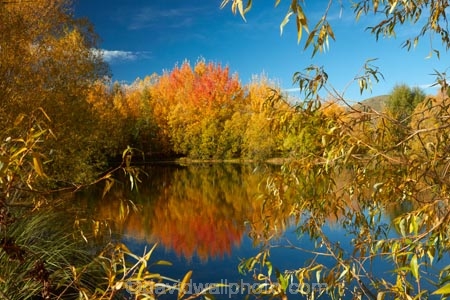 autuminal;autumn;autumn-colour;autumn-colours;autumnal;calm;color;colors;colour;colours;deciduous;fall;gold;golden;Kelland-Pond;Kelland-Ponds;Kellands-Pond;Kellands-Ponds;lake;Lake-Ruataniwha;lakes;leaf;leaves;Mackenzie-Country;Mackenzie-District;Mackenzie-Region;N.Z.;New-Zealand;North-Otago;NZ;Otago;placid;pond;ponds;quiet;reflected;reflection;reflections;S.I.;season;seasonal;seasons;serene;SI;smooth;South-Is;South-Island;Sth-Is;Sth-Is.;still;tranquil;tree;trees;Twizel;Waitaki-District;Waitaki-Region;water;yellow