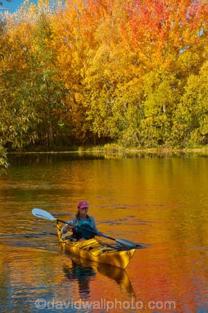 adventure;adventure-tourism;autuminal;autumn;autumn-colour;autumn-colours;autumnal;boat;boats;calm;canoe;canoeing;canoes;color;colors;colour;colours;deciduous;fall;gold;golden;kayak;kayaker;kayakers;kayaking;kayaks;Kelland-Pond;Kelland-Ponds;Kellands-Pond;Kellands-Ponds;lake;Lake-Ruataniwha;lakes;leaf;leaves;Mackenzie-Country;Mackenzie-District;Mackenzie-Region;model-released;MR;N.Z.;New-Zealand;North-Otago;NZ;Otago;paddle;paddler;paddlers;paddling;people;person;placid;pond;ponds;quiet;reflected;reflection;reflections;S.I.;sea-kayak;sea-kayaker;sea-kayakers;sea-kayaking;sea-kayaks;season;seasonal;seasons;serene;SI;smooth;South-Is;South-Island;Sth-Is;Sth-Is.;still;tourism;tourist;tourists;tranquil;tree;trees;Twizel;Waitaki-District;Waitaki-Region;water;yellow