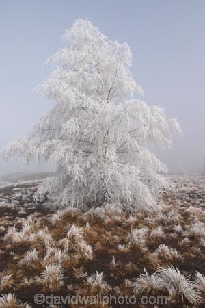 beautiful;calm;calmness;clean;clear;cold;Coldness;Color;Colour;Daytime;Exterior;freeze;freezing;freezing-fog;frost;Frosted;frosty;high-country;hoar-frost;Hoarfrost;ice;icy;idyllic;Landscape;Landscapes;mackenzie;mackenzie-country;waitaki-district;lake-ruataniwha;twizel;natural;Nature;new-zealand;Outdoor;Outdoors;Outside;peaceful;Peacefulness;phenomena;phenomenon;pure;Quiet;Quietness;Scenic;Scenics;Season;Seasons;silence;south-island;spectacular;stunning;sunny;tourism;tourist;tourists;tranquil;tranquility;tree;trees;view;waitaki;water;weather;White;winter;Wintertime;wintery;wintry