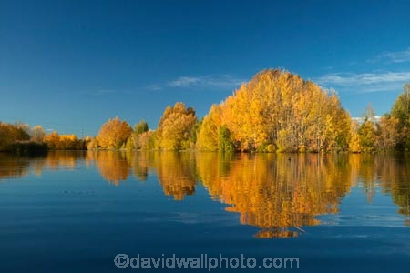 autuminal;autumn;autumn-colour;autumn-colours;autumnal;calm;color;colors;colour;colours;deciduous;fall;gold;golden;Kelland-Pond;Kelland-Ponds;Kellands-Pond;Kellands-Ponds;lake;Lake-Ruataniwha;lakes;leaf;leaves;Mackenzie-Country;Mackenzie-District;Mackenzie-Region;N.Z.;New-Zealand;North-Otago;NZ;Otago;placid;pond;ponds;quiet;reflected;reflection;reflections;S.I.;season;seasonal;seasons;serene;SI;smooth;South-Is;South-Island;Sth-Is;Sth-Is.;still;tranquil;tree;trees;Twizel;Waitaki-District;Waitaki-Region;water;yellow