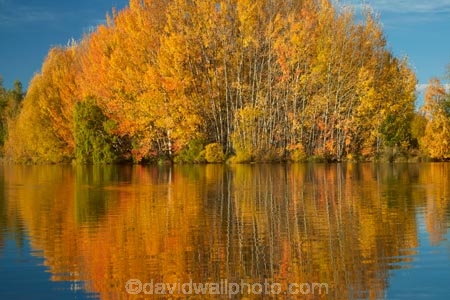 autuminal;autumn;autumn-colour;autumn-colours;autumnal;calm;color;colors;colour;colours;deciduous;fall;gold;golden;Kelland-Pond;Kelland-Ponds;Kellands-Pond;Kellands-Ponds;lake;Lake-Ruataniwha;lakes;leaf;leaves;Mackenzie-Country;Mackenzie-District;Mackenzie-Region;N.Z.;New-Zealand;North-Otago;NZ;Otago;placid;pond;ponds;quiet;reflected;reflection;reflections;S.I.;season;seasonal;seasons;serene;SI;smooth;South-Is;South-Island;Sth-Is;Sth-Is.;still;tranquil;tree;trees;Twizel;Waitaki-District;Waitaki-Region;water;yellow