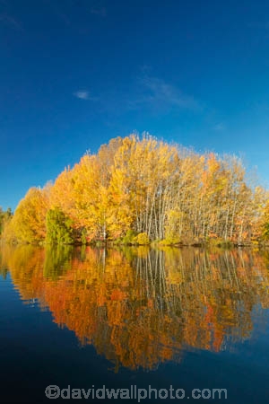 autuminal;autumn;autumn-colour;autumn-colours;autumnal;calm;color;colors;colour;colours;deciduous;fall;gold;golden;Kelland-Pond;Kelland-Ponds;Kellands-Pond;Kellands-Ponds;lake;Lake-Ruataniwha;lakes;leaf;leaves;Mackenzie-Country;Mackenzie-District;Mackenzie-Region;N.Z.;New-Zealand;North-Otago;NZ;Otago;placid;pond;ponds;quiet;reflected;reflection;reflections;S.I.;season;seasonal;seasons;serene;SI;smooth;South-Is;South-Island;Sth-Is;Sth-Is.;still;tranquil;tree;trees;Twizel;Waitaki-District;Waitaki-Region;water;yellow
