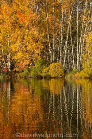 autuminal;autumn;autumn-colour;autumn-colours;autumnal;calm;color;colors;colour;colours;deciduous;fall;gold;golden;Kelland-Pond;Kelland-Ponds;Kellands-Pond;Kellands-Ponds;lake;Lake-Ruataniwha;lakes;leaf;leaves;Mackenzie-Country;Mackenzie-District;Mackenzie-Region;N.Z.;New-Zealand;North-Otago;NZ;Otago;placid;pond;ponds;quiet;reflected;reflection;reflections;S.I.;season;seasonal;seasons;serene;SI;smooth;South-Is;South-Island;Sth-Is;Sth-Is.;still;tranquil;tree;trees;trunk;trunks;Twizel;Waitaki-District;Waitaki-Region;water;yellow