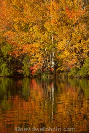 autuminal;autumn;autumn-colour;autumn-colours;autumnal;calm;color;colors;colour;colours;deciduous;fall;gold;golden;Kelland-Pond;Kelland-Ponds;Kellands-Pond;Kellands-Ponds;lake;Lake-Ruataniwha;lakes;leaf;leaves;Mackenzie-Country;Mackenzie-District;Mackenzie-Region;N.Z.;New-Zealand;North-Otago;NZ;Otago;placid;pond;ponds;quiet;reflected;reflection;reflections;S.I.;season;seasonal;seasons;serene;SI;smooth;South-Is;South-Island;Sth-Is;Sth-Is.;still;tranquil;tree;trees;trunk;trunks;Twizel;Waitaki-District;Waitaki-Region;water;yellow