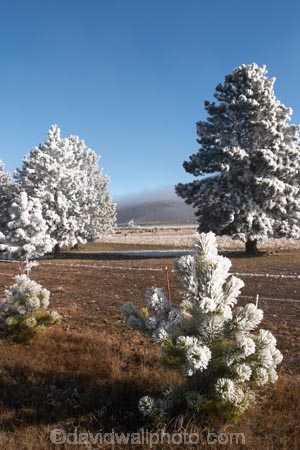 beautiful;calm;calmness;clean;clear;cold;Coldness;Color;Colour;Daytime;Exterior;freeze;freezing;freezing-fog;frost;Frosted;frosty;high-country;hoar-frost;Hoarfrost;ice;icy;idyllic;Landscape;Landscapes;mackenzie;mackenzie-country;waitaki-district;twizel;natural;Nature;new-zealand;Outdoor;Outdoors;Outside;peaceful;Peacefulness;phenomena;phenomenon;pure;Quiet;Quietness;Scenic;Scenics;Season;Seasons;silence;south-island;spectacular;stunning;sunny;tourism;tranquil;tranquility;tree;trees;view;waitaki;water;weather;White;winter;Wintertime;wintery;wintry;pine;pines;pine-trees;pine-tree