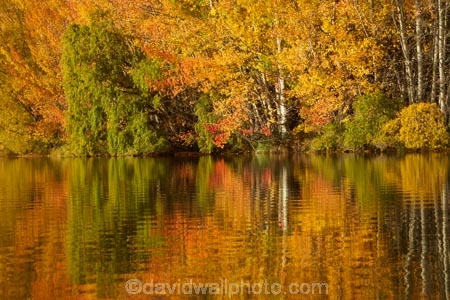 autuminal;autumn;autumn-colour;autumn-colours;autumnal;calm;color;colors;colour;colours;deciduous;fall;gold;golden;Kelland-Pond;Kelland-Ponds;Kellands-Pond;Kellands-Ponds;lake;Lake-Ruataniwha;lakes;leaf;leaves;Mackenzie-Country;Mackenzie-District;Mackenzie-Region;N.Z.;New-Zealand;North-Otago;NZ;Otago;placid;pond;ponds;quiet;reflected;reflection;reflections;S.I.;season;seasonal;seasons;serene;SI;smooth;South-Is;South-Island;Sth-Is;Sth-Is.;still;tranquil;tree;trees;trunk;trunks;Twizel;Waitaki-District;Waitaki-Region;water;yellow