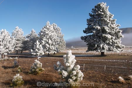beautiful;calm;calmness;clean;clear;cold;Coldness;Color;Colour;Daytime;Exterior;freeze;freezing;freezing-fog;frost;Frosted;frosty;high-country;hoar-frost;Hoarfrost;ice;icy;idyllic;Landscape;Landscapes;mackenzie;mackenzie-country;waitaki-district;twizel;natural;Nature;new-zealand;Outdoor;Outdoors;Outside;peaceful;Peacefulness;phenomena;phenomenon;pure;Quiet;Quietness;Scenic;Scenics;Season;Seasons;silence;south-island;spectacular;stunning;sunny;tourism;tranquil;tranquility;tree;trees;view;waitaki;water;weather;White;winter;Wintertime;wintery;wintry;pine;pines;pine-trees;pine-tree;fog;foggy;mist;misty