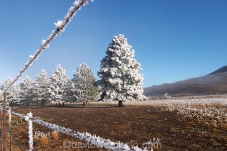 beautiful;calm;calmness;clean;clear;cold;Coldness;Color;Colour;Daytime;Exterior;freeze;freezing;freezing-fog;frost;Frosted;frosty;high-country;hoar-frost;Hoarfrost;ice;icy;idyllic;Landscape;Landscapes;mackenzie;mackenzie-country;waitaki-district;twizel;natural;Nature;new-zealand;Outdoor;Outdoors;Outside;peaceful;Peacefulness;phenomena;phenomenon;pure;Quiet;Quietness;Scenic;Scenics;Season;Seasons;silence;south-island;spectacular;stunning;sunny;tourism;tranquil;tranquility;tree;trees;view;waitaki;water;weather;White;winter;Wintertime;wintery;wintry;pine;pines;pine-trees;pine-tree;fence;fences;wire;wires;barbed-wire;barbed-wires
