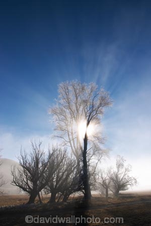 beautiful;calm;calmness;clean;clear;cold;Coldness;Color;Colour;Daytime;Exterior;freeze;freezing;freezing-fog;frost;Frosted;frosty;high-country;hoar-frost;Hoarfrost;ice;icy;idyllic;Landscape;Landscapes;mackenzie;mackenzie-country;waitaki-district;twizel;natural;Nature;new-zealand;Outdoor;Outdoors;Outside;peaceful;Peacefulness;phenomena;phenomenon;pure;Quiet;Quietness;Scenic;Scenics;Season;Seasons;silence;south-island;spectacular;stunning;sunny;tourism;tranquil;tranquility;tree;trees;view;waitaki;water;weather;White;winter;Wintertime;wintery;wintry;grass;grassy;farm;farmland;farms;farming;field;fields;paddock;paddocks;meadow;meadows;pasture;pastures;rural;agriculture;agricultural;country;countryside;sun;light;lighting