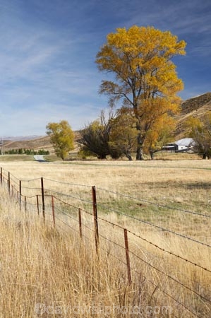 agricultural;agriculture;autuminal;autumn;autumn-colour;autumn-colours;autumnal;Benmore-Station;Clearburn;color;colors;colour;colours;country;countryside;deciduous;fall;farm;farming;farmland;farms;field;fields;meadow;meadows;N.Z.;New-Zealand;North-Otago;NZ;Otago;paddock;paddocks;pasture;pastures;rural;S.I.;season;seasonal;seasons;SI;South-Island;tree;trees;Waitaki-District;Waitaki-Region