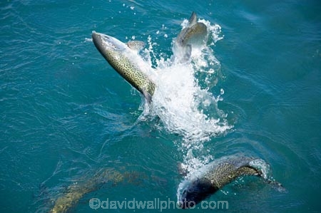 fish;fish-farm;fish-farms;fishes;fishing;Mackenzie-Country;Mackenzie-District;Mckenzie-Country;Mckenzie-District;N.Z.;New-Zealand;NZ;S.I.;Salmon;salmon-farm;salmon-farms;SI;South-Canterbury;South-Island