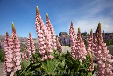 building;buildings;Canterbury;christian;christianity;church;Church-of-the-Good-Shepherd;churches;faith;floral;flower;flowering;flowers;heritage;historic;historic-building;historic-buildings;historical;historical-building;historical-buildings;history;lupin;lupine;lupines;lupins;lupinus;Mackenzie-Country;N.Z.;New-Zealand;NZ;old;pink;place-of-worship;places-of-worship;religion;religions;religious;S.I.;SI;South-Canterbury;South-Is.;South-Island;spring;springtime;summer;summertime;Tekapo;The-Church-of-the-Good-Shepherd;tradition;traditional;wild-flower;wild-flowers;wild-lupins;wild_flower;wild_flowers;wildflower;wildflowers