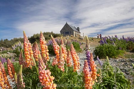 building;buildings;Canterbury;christian;christianity;church;Church-of-the-Good-Shepherd;churches;faith;floral;flower;flowering;flowers;heritage;historic;historic-building;historic-buildings;historical;historical-building;historical-buildings;history;lupin;lupine;lupines;lupins;lupinus;Mackenzie-Country;N.Z.;New-Zealand;NZ;old;orange;place-of-worship;places-of-worship;religion;religions;religious;S.I.;SI;South-Canterbury;South-Is.;South-Island;spring;springtime;summer;summertime;Tekapo;The-Church-of-the-Good-Shepherd;tradition;traditional;wild-flower;wild-flowers;wild-lupins;wild_flower;wild_flowers;wildflower;wildflowers