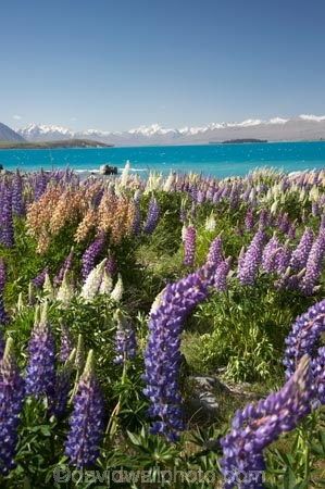 Canterbury;color;colors;colour;colours;fields;floral;flower;flowering;flowers;garden;gardens;Lake-Tekapo;lilac;lupin;lupine;lupines;lupins;lupinus;Mackenzie-Country;mauve;N.Z.;New-Zealand;NZ;purple;S.I.;SI;Sibbald-Range;South-Canterbury;South-Is.;South-Island;spring;springtime;summer;summertime;Tekapo;Two-Thumb-Range;violet;wild-flower;wild-flowers;wild-lupins;wild_flower;wild_flowers;wildflower;wildflowers