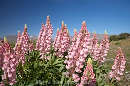 Canterbury;floral;flower;flowering;flowers;lupin;lupine;lupines;lupins;lupinus;Mackenzie-Country;N.Z.;New-Zealand;NZ;pink;S.I.;SI;South-Canterbury;South-Is.;South-Island;spring;springtime;summer;summertime;Tekapo;wild-flower;wild-flowers;wild-lupins;wild_flower;wild_flowers;wildflower;wildflowers