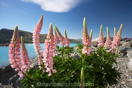 Canterbury;floral;flower;flowering;flowers;Lake-Tekapo;lupin;lupine;lupines;lupins;lupinus;Mackenzie-Country;N.Z.;New-Zealand;NZ;pink;S.I.;SI;South-Canterbury;South-Is.;South-Island;spring;springtime;summer;summertime;Tekapo;wild-flower;wild-flowers;wild-lupins;wild_flower;wild_flowers;wildflower;wildflowers