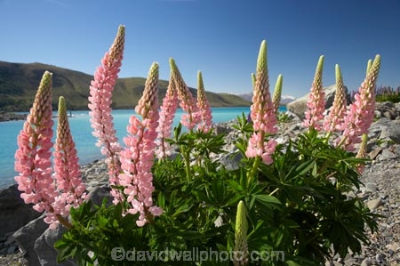 Canterbury;floral;flower;flowering;flowers;Lake-Tekapo;lupin;lupine;lupines;lupins;lupinus;Mackenzie-Country;N.Z.;New-Zealand;NZ;pink;S.I.;SI;South-Canterbury;South-Is.;South-Island;spring;springtime;summer;summertime;Tekapo;wild-flower;wild-flowers;wild-lupins;wild_flower;wild_flowers;wildflower;wildflowers