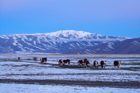 agricultural;agriculture;altitude;Canterbury;cattle;cold;country;countryside;cows;dusk;evening;farm;farming;farmland;farms;field;fields;freeze;freezing;high-altitude;livestock;Mackenzie-Country;meadow;meadows;mount;mountain;mountain-peak;mountainous;mountains;mountainside;mt;mt.;N.Z.;New-Zealand;NZ;paddock;paddocks;pasture;pastures;peak;peaks;range;ranges;rural;S.I.;season;seasonal;seasons;SI;snow;snow-capped;snow_capped;snowcapped;snowy;Snowy-Farmland;South-Canterbury;South-Is;South-Island;stock;summit;summits;Tekapo;twilight;white;winter;wintery