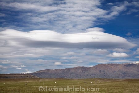 agricultural;agriculture;altocumulus-lenticularis;Benmore-Range;big-sky;Canterbury;cloud;clouds;country;countryside;farm;farming;farmland;farms;field;fields;lens-shaped-cloud;lens-shaped-clouds;lenticular-cloud;lenticular-clouds;lenticularis-cloud;lenticularis-clouds;Mackenzie-Country;Mackenzie-District;meadow;meadows;N.Z.;New-Zealand;NZ;paddock;paddocks;pasture;pastures;rural;S.I.;SI;skies;sky;South-Canterbury;South-Is.;South-Island