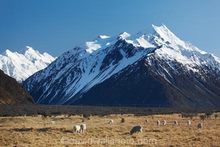 agricultural;agriculture;alp;alpine;alps;altitude;Aoraki;Aoraki-Mt-Cook;Aoraki-Mt-Cook-N.P.;Aoraki-Mt-Cook-National-Park;Aoraki-Mt-Cook-NP;Aoraki-Mount-Cook;Aoraki-Mt-Cook;Aoraki-Mt-Cook-N.P.;Aoraki-Mt-Cook-National-Park;Aoraki-Mt-Cook-NP;Canterbury;country;countryside;farm;farming;farmland;farms;field;fields;glacial;glacier;glaciers;high-altitude;livestock;Mackenzie-Country;Mackenzie-District;main-divide;meadow;meadows;mount;Mount-Cook;mountain;mountain-peak;mountainous;mountains;mountainside;mt;Mt-Cook;Mt-Cook-N.P.;Mt-Cook-National-Park;Mt-Cook-NP;mt.;Mt.-Cook;N.Z.;New-Zealand;NZ;paddock;paddocks;pasture;pastures;peak;peaks;range;ranges;rural;S.I.;sheep;SI;snow;snow-capped;snow_capped;snowcapped;snowy;South-Canterbury;South-Is.;South-Island;southern-alps;stock;summit;summits