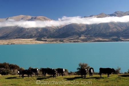 agriculture;animal;Animals;cloud;clouds;cloudy;Countryside;cow;cows;Daytime;farm;Farm-animals;farming;farmland;farms;field;fields;Herbivore;Herbivores;Herbivorous;lake;lakes;Livestock;Mammal;Mammals;meadow;meadows;mountain;mountainous;mountains;new-zealand;ohau-lake-ohau;ohau-range;Outdoor;Outdoors;Outside;paddock;paddocks;pasture;pastures;Rural;south-island