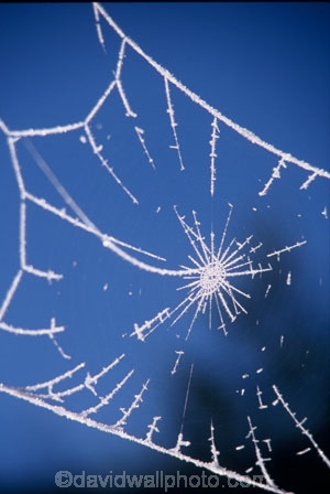 cold;delicate;freeze;freezing;frosted;frosty;hoar-frost;ice;iced;outline;pattern;spider;spider-web;spiders-web;tracery;web;winter