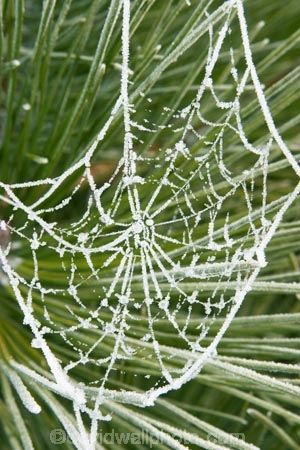 cold;conifer;conifers;evergreen;evergreens;freeze;freezes;frost;frosted;frosty;frozen;hoar;hoar-frost;ice;icy;leaf;leaves;Mackenzie-Country;needle;needles;net;nets;New-Zealand;pine;pine-needles;pine-tree;pine-trees;pines;pinetree;pinetrees;plant;season;seasonal;seasons;South-Island;spider-web;spider-webs;Twizel;web;webs;winter;wintry