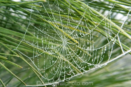 cold;conifer;conifers;evergreen;evergreens;freeze;freezes;frost;frosted;frosty;frozen;hoar;hoar-frost;ice;icy;leaf;leaves;Mackenzie-Country;needle;needles;net;nets;New-Zealand;pine;pine-needles;pine-tree;pine-trees;pines;pinetree;pinetrees;plant;season;seasonal;seasons;South-Island;spider-web;spider-webs;Twizel;web;webs;winter;wintry